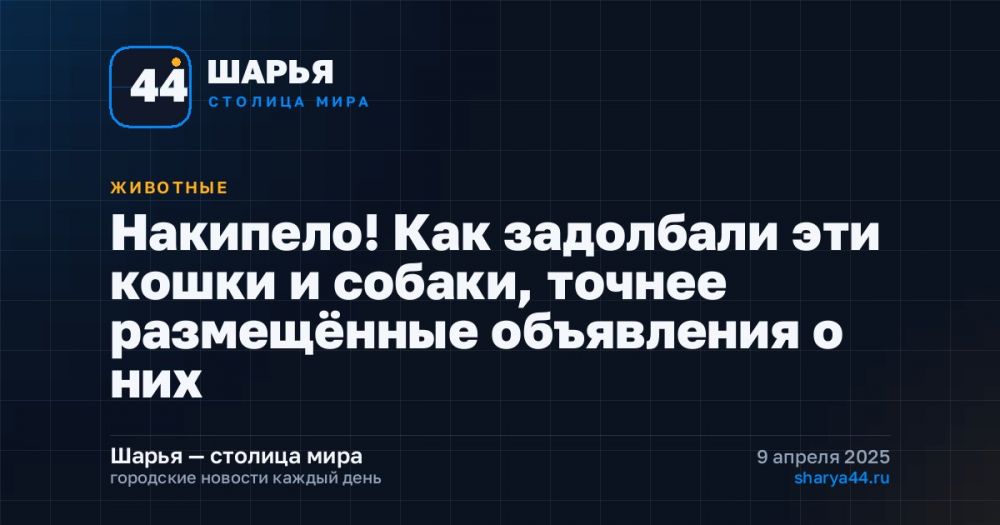 Накипело! Как задолбали эти кошки и собаки, точнее размещённые объявления о них — Шарья
