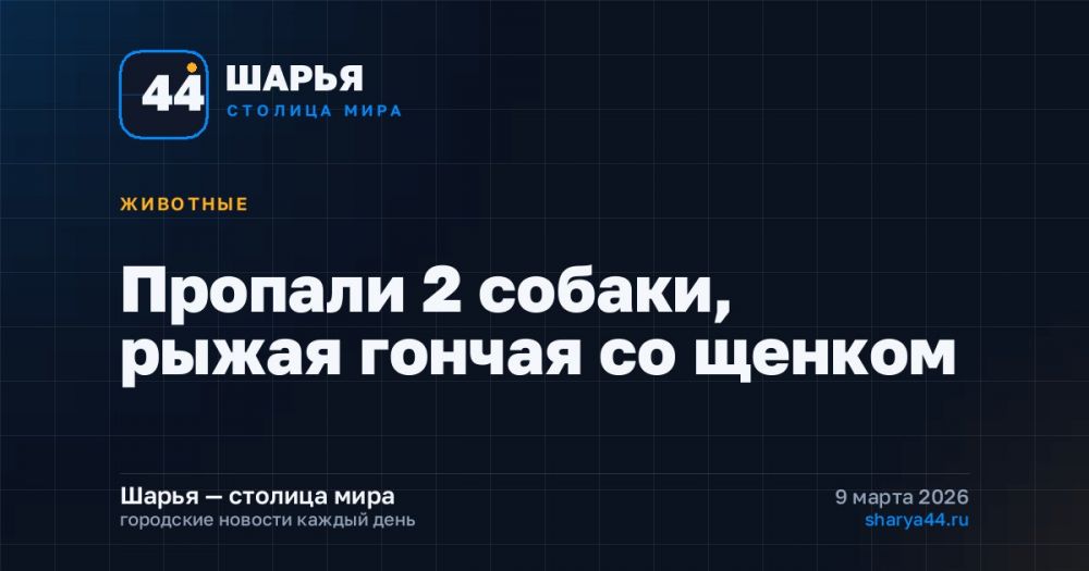 Пропали 2 собаки, рыжая гончая со щенком — Шарья