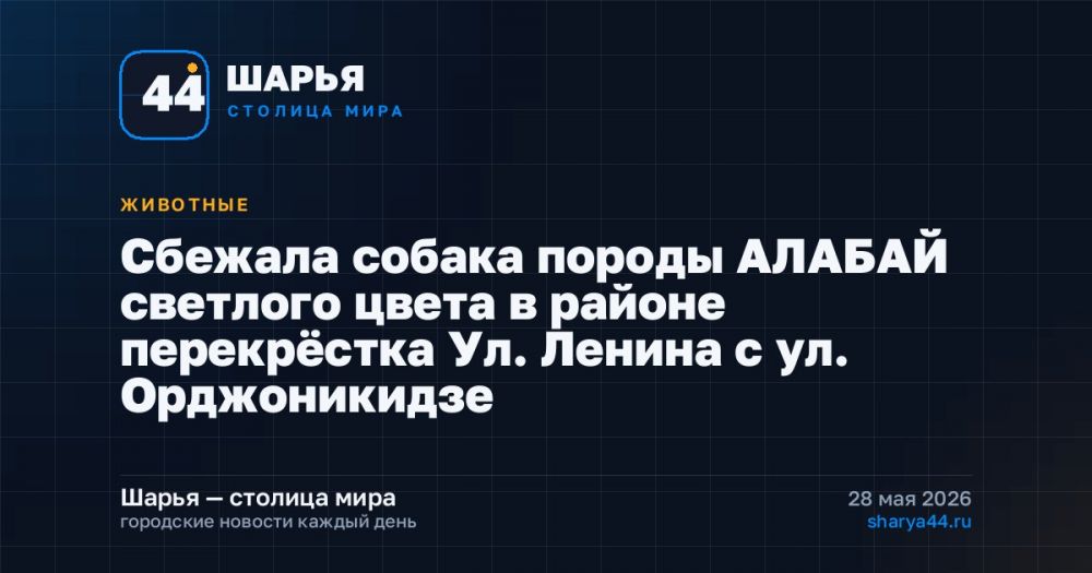 Сбежала собака породы АЛАБАЙ светлого цвета в районе перекрёстка Ул. Ленина с ул. Орджоникидзе — Шарья
