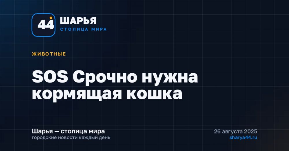 SOS Срочно нужна кормящая кошка — Шарья