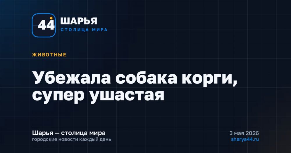 Убежала собака корги, супер ушастая — Шарья