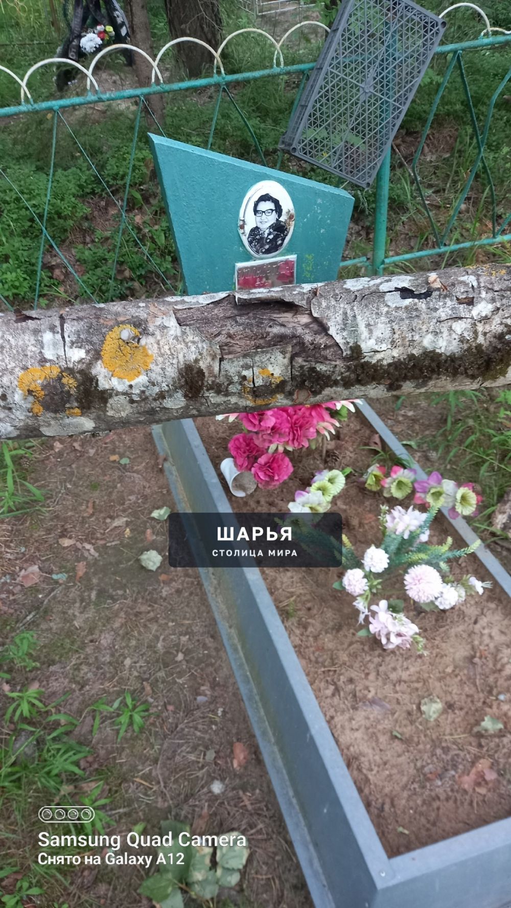 На кладбище в Уткино упало дерево на оградку — Шарья — фото 3
