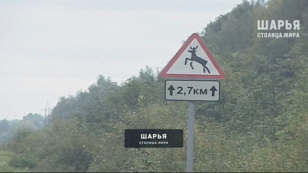 Внимание: шарьинская трасса - место встречи с лосями — Шарья