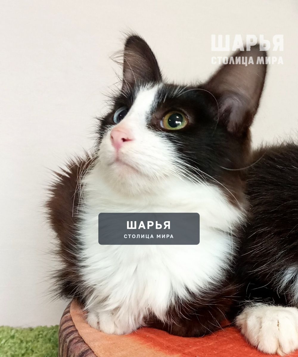 Знакомьтесь, красавчик Висмут! — Шарья — фото 8