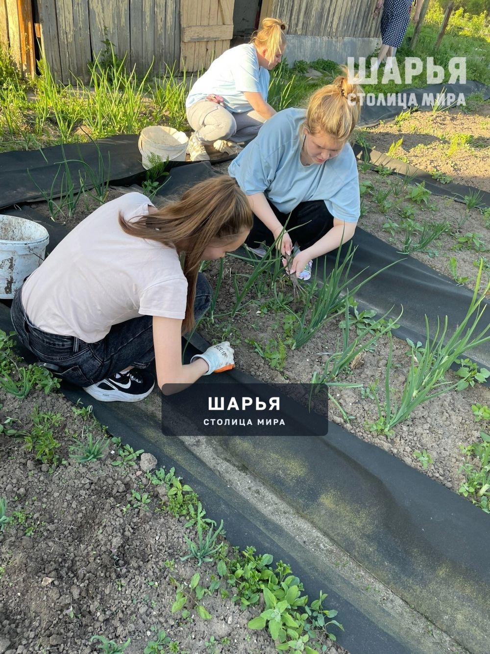 Молодежь Шарьи безвозмездно оказывают поддержку землякам — Шарья — фото 6
