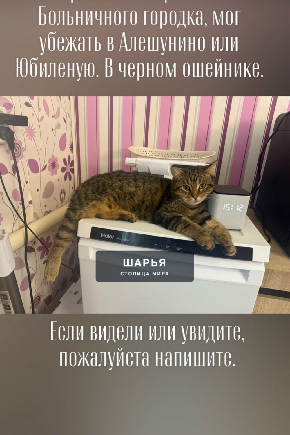 Пропал кот 14.09, если кто видел, напишите пожалуйста — Шарья