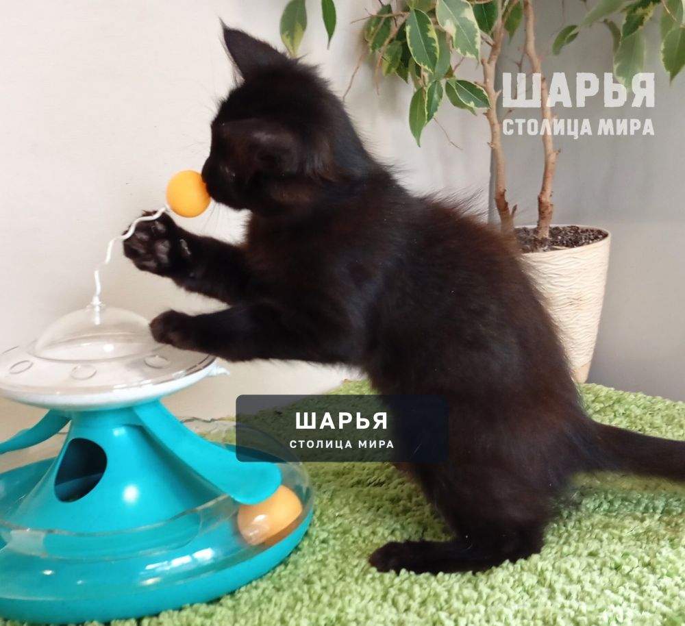 Чудесный котёнок Митяй ищет дом! — Шарья — фото 6