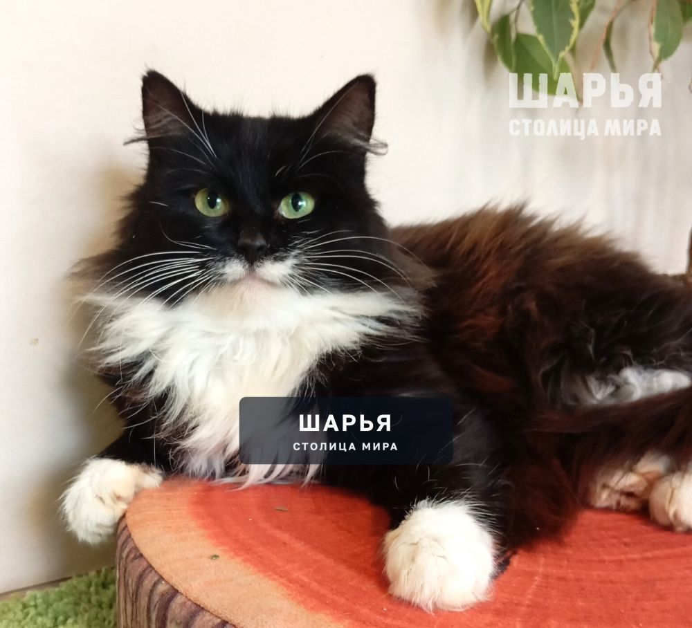 Знакомьтесь, красавица Ванесса, или просто Ванечка! — Шарья — фото 7