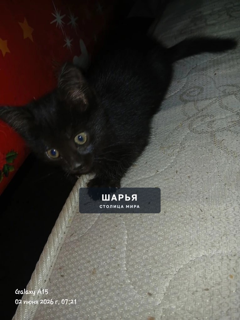 Пристраиваются Котята в добрые руки — Шарья — фото 2