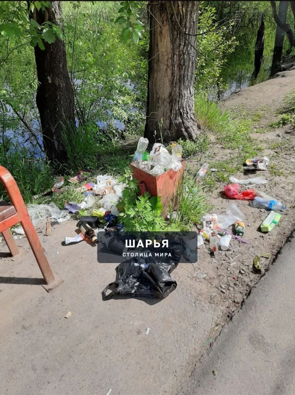 На пруду рядом с "тропой здоровья " на улице Ленина обитают утки — Шарья — фото 2