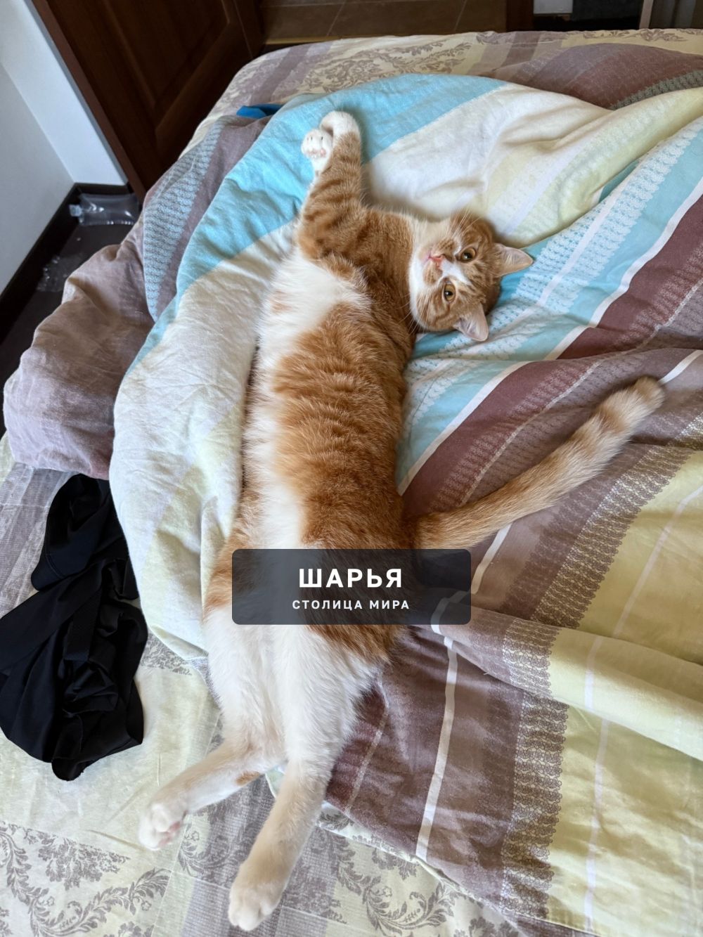 Не теряем надежды найти нашего Мотю — Шарья — фото 3