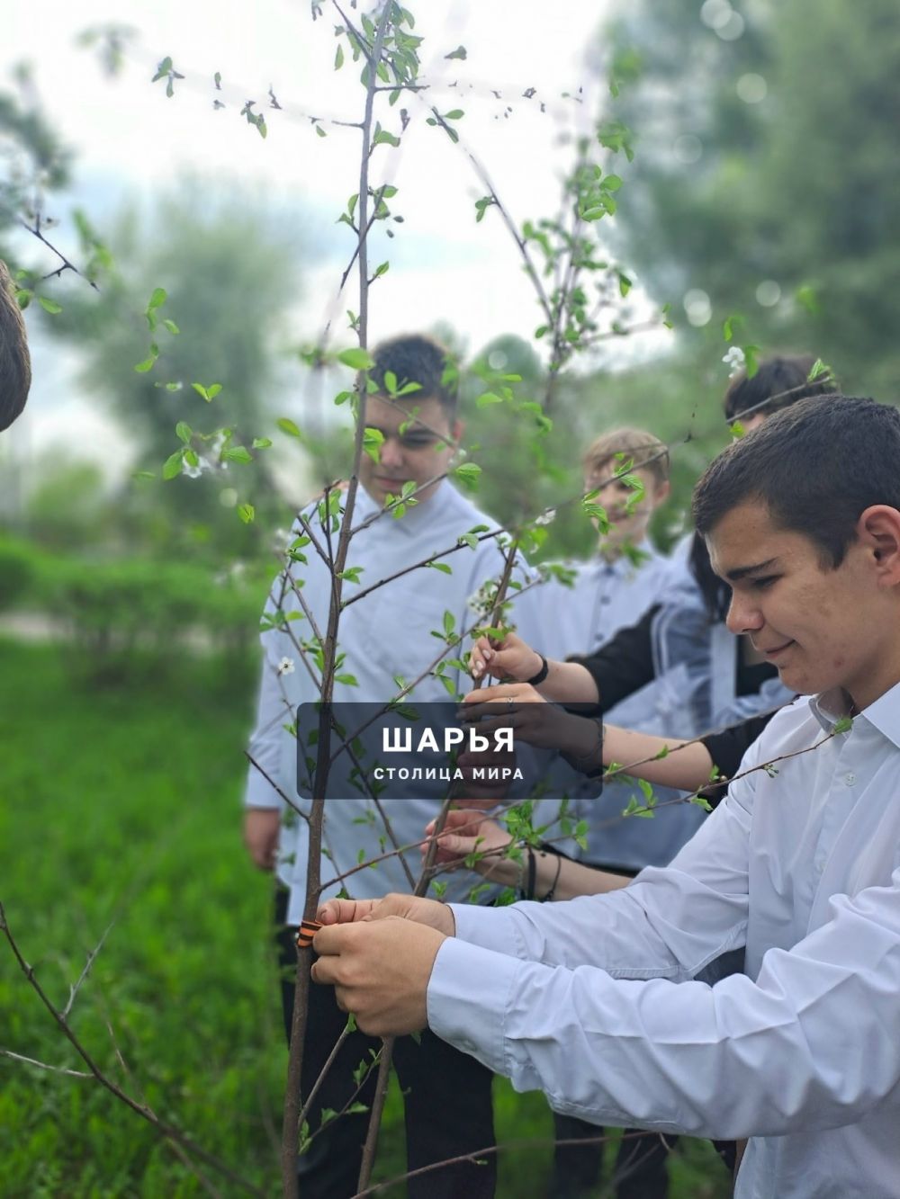 Молодежь Шарьи и Шарьинского района высаживает молодые деревья — Шарья — фото 6