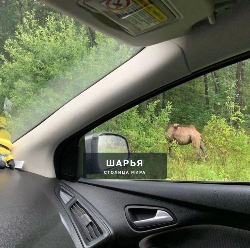 В Пыщугском районе был замечен верблюд — Шарья — фото 2