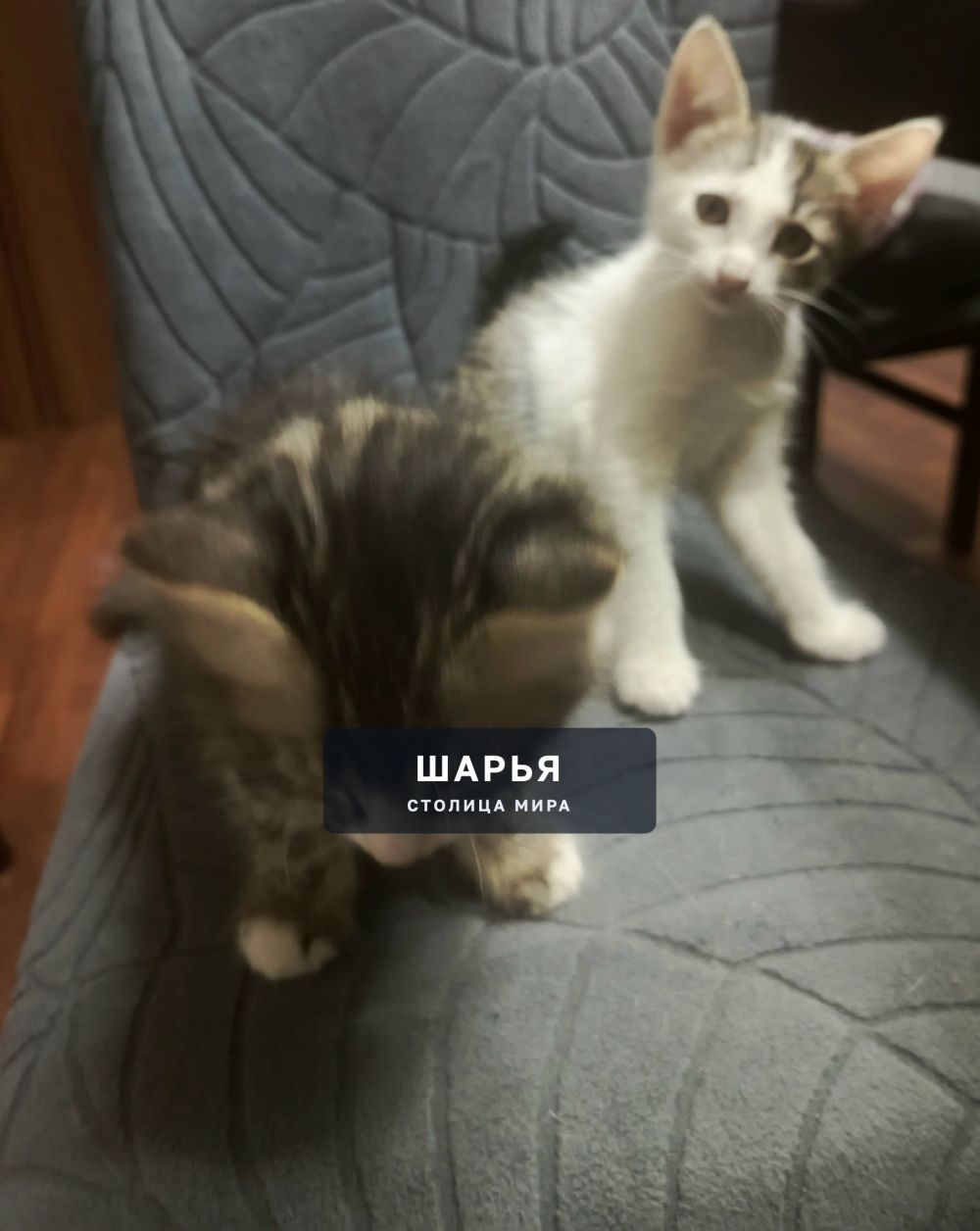 Отдам двух котиков в добрые руки — Шарья