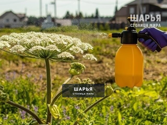 Штрафы за борщевик на участке — Шарья
