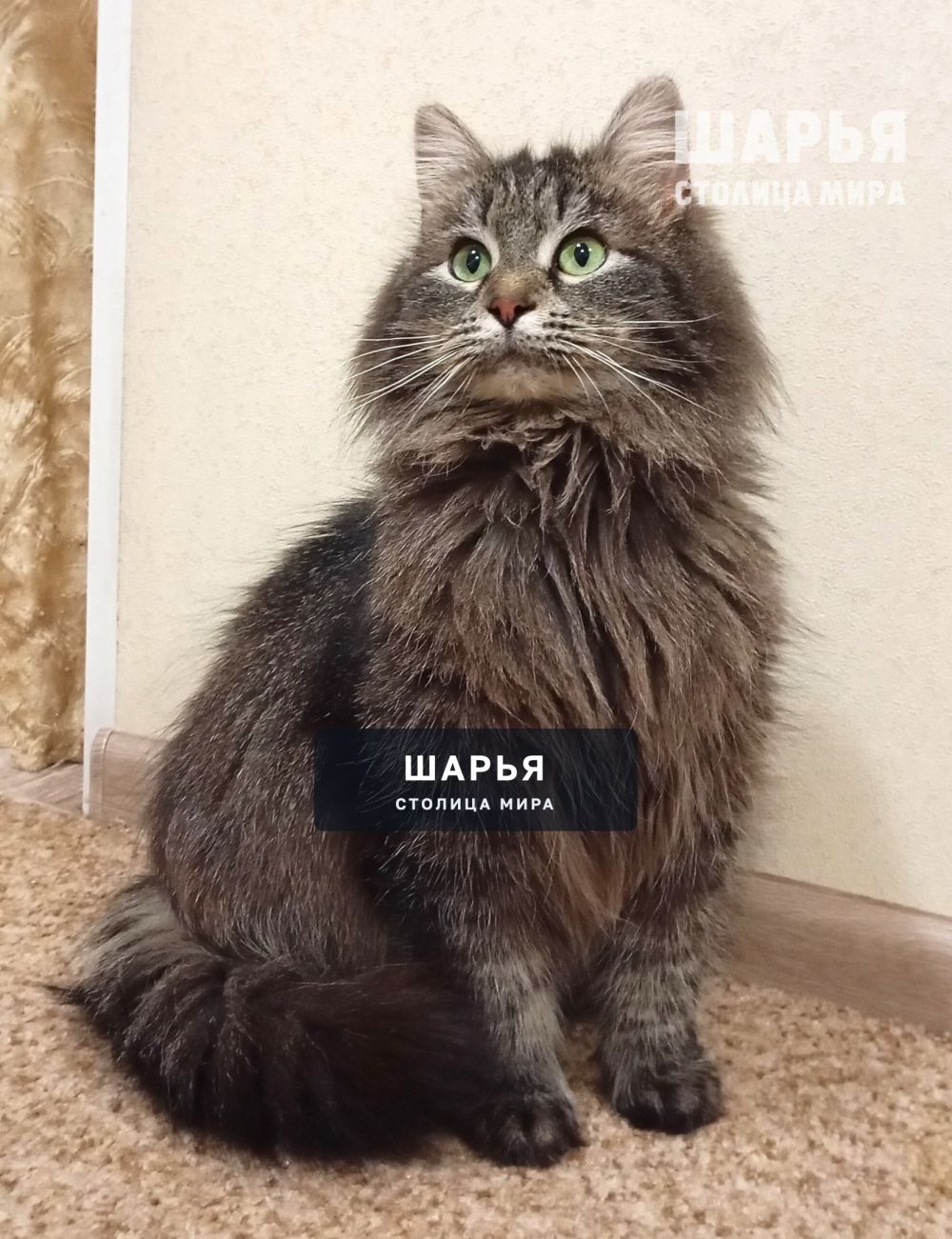 Ищем чуткого хозяина для шикарной кошечки Шурочки! — Шарья — фото 6
