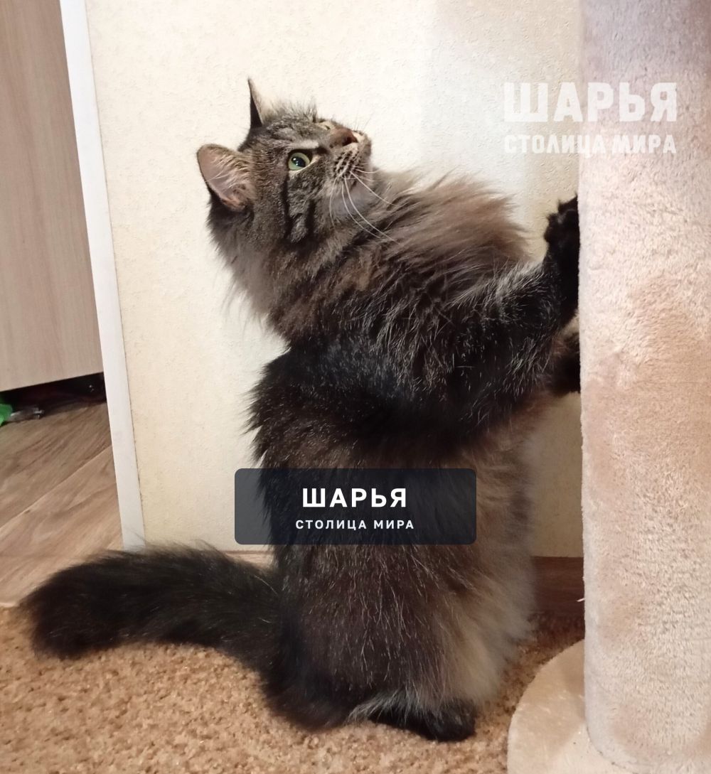 Кошечка Шура. Фенотип сибирской породы — Шарья — фото 8