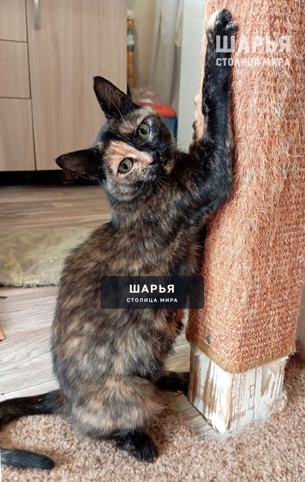 Черепаховая красавица Чуня в поисках уютного дома! — Шарья — фото 4