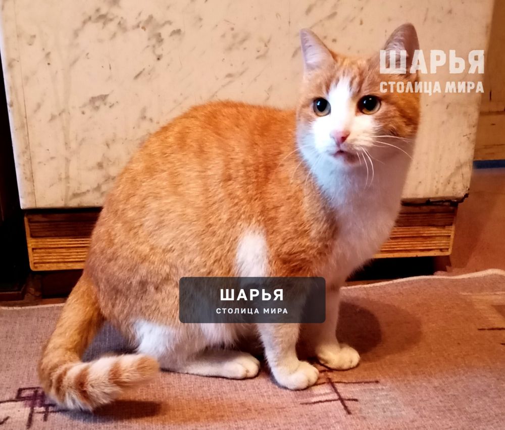 Ищем семью для котика Рыжика! — Шарья — фото 5