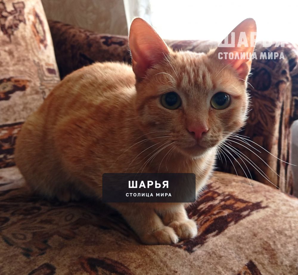 Милый Рыжик в поисках своего Человека! — Шарья — фото 7