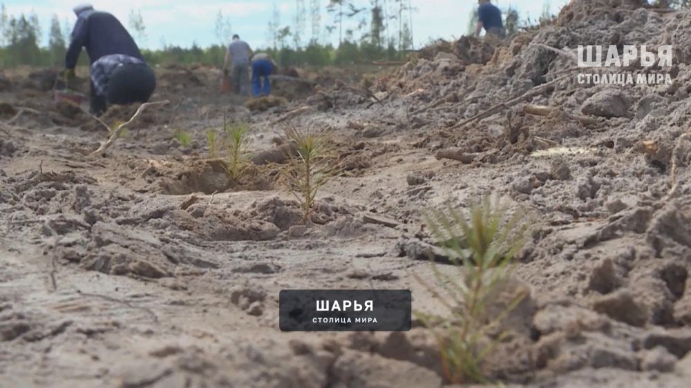 В Костромской области началась подготовка к лесопосадкам — Шарья