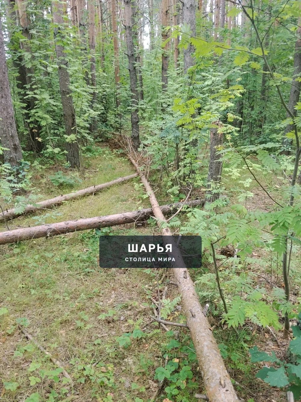 Шарьинцев приглашают на субботник в парке в Козлово — Шарья — фото 2