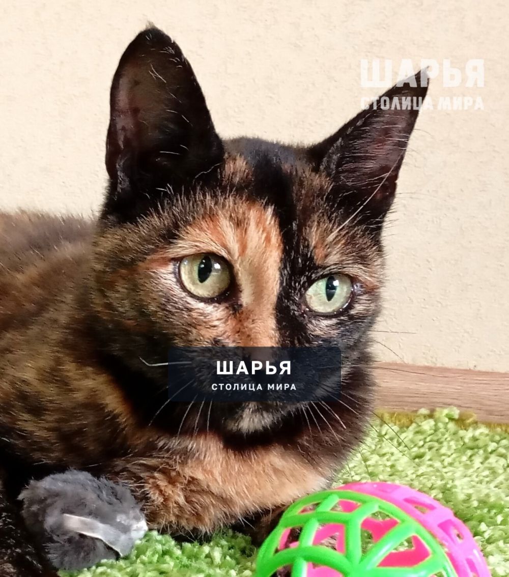 Черепаховая красавица Чуня в поисках надежного человека! — Шарья