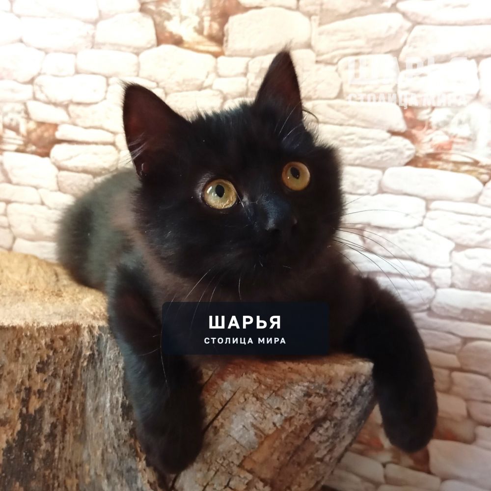 Очаровательный котёнок Митяй ищет дом! — Шарья — фото 2