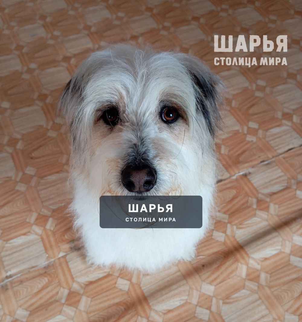 Очаровательный молодой пёс Тишка в поисках своего Человека! — Шарья — фото 3