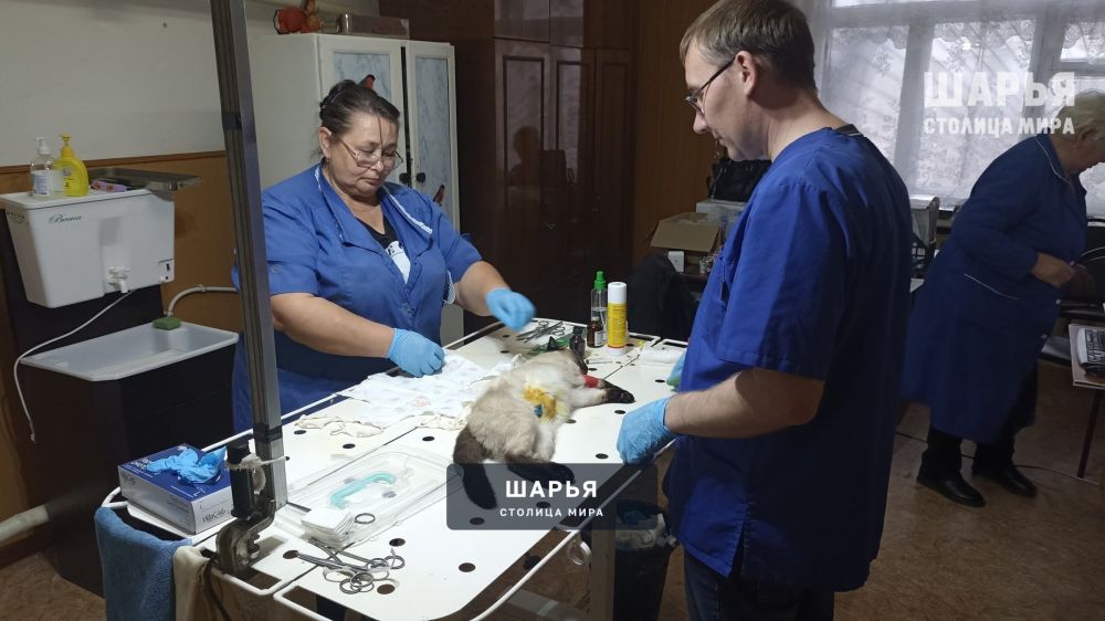 Ветеринарные специалисты Шарьинской рай СББЖ лечат своих пациентов не только в Шарье — Шарья — фото 2