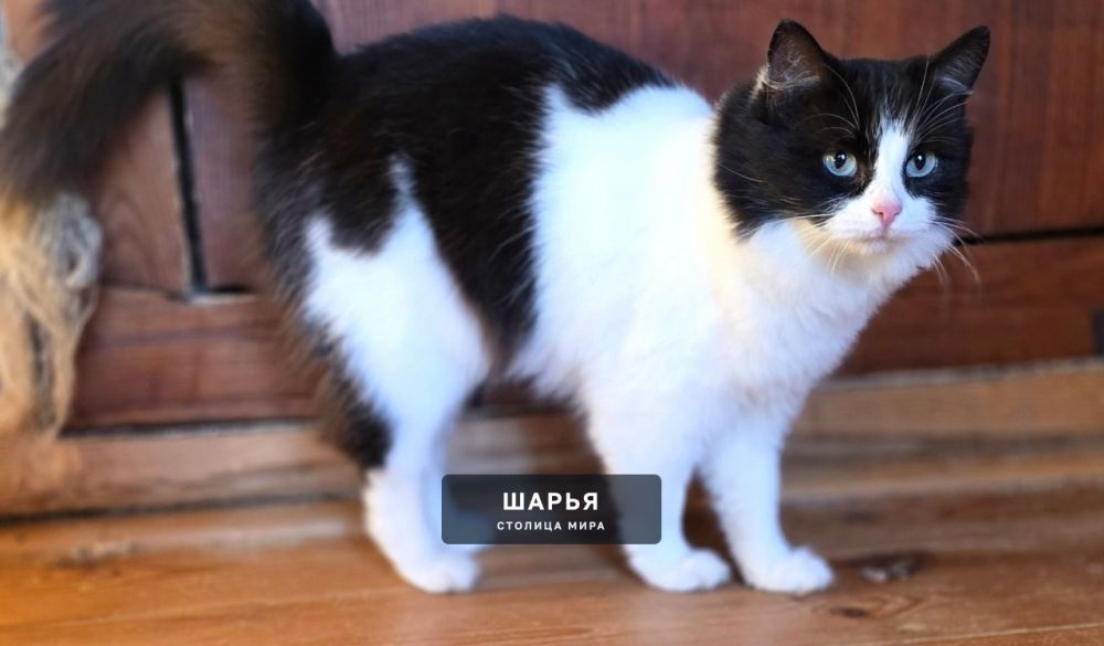 Кошечка Матрёна, красавица и ласкуша, ищет самого надежного хозяина! — Шарья — фото 5