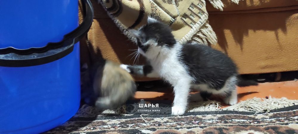 Доброго времени суток! Во время прогулки на велосипеде, возле Арбузного перекрёстка (ул… — Шарья — фото 9