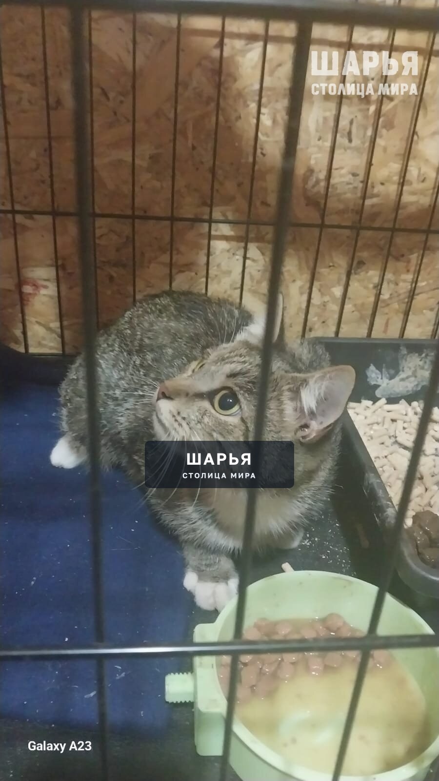 СРОЧНО 2 кошки ищут дом — Шарья