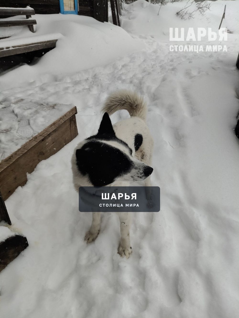 Прибилась собака, ручная очень ласковая, в ошейнике — Шарья — фото 3