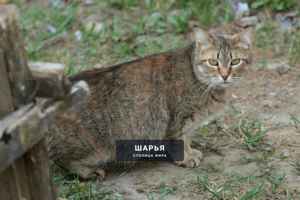 Лето пришло в регион со стороны Костромы — Шарья