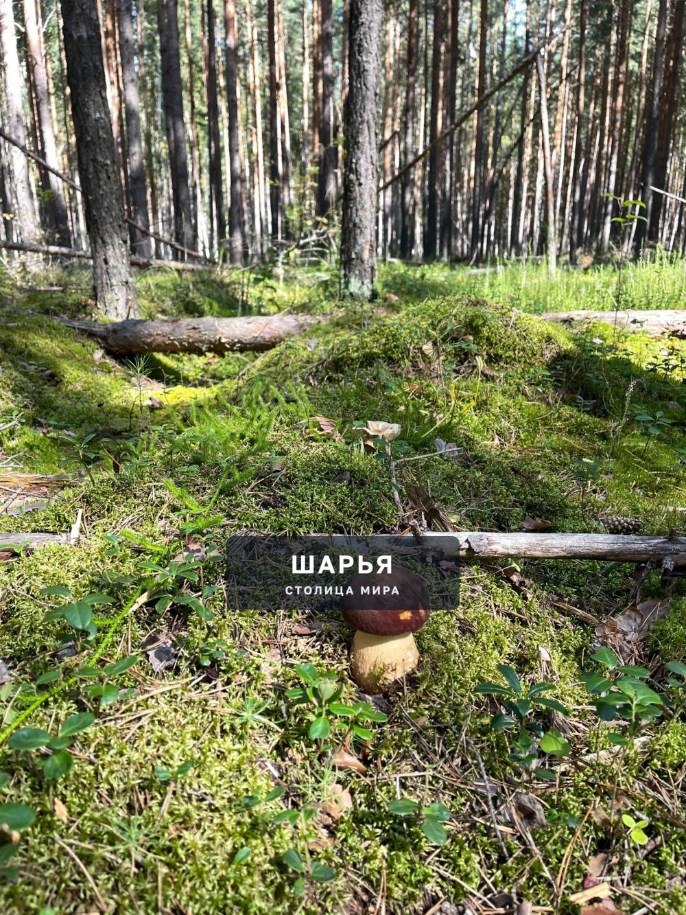 Закупаем белые грибы — Шарья
