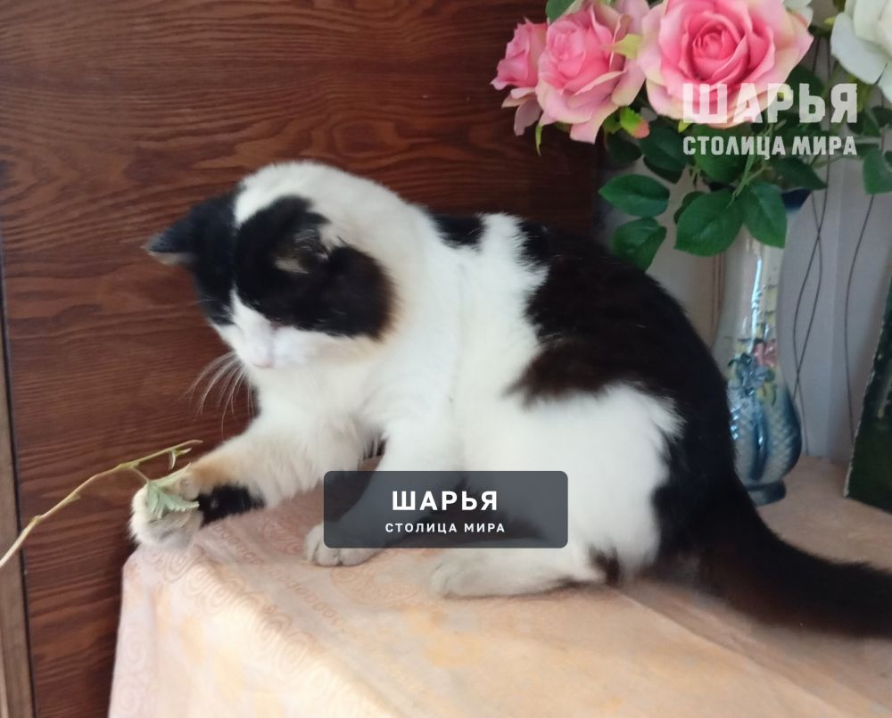 Кот Семён, в прошлом бродяга, жил на мусорных баках, ел что придется — Шарья — фото 3