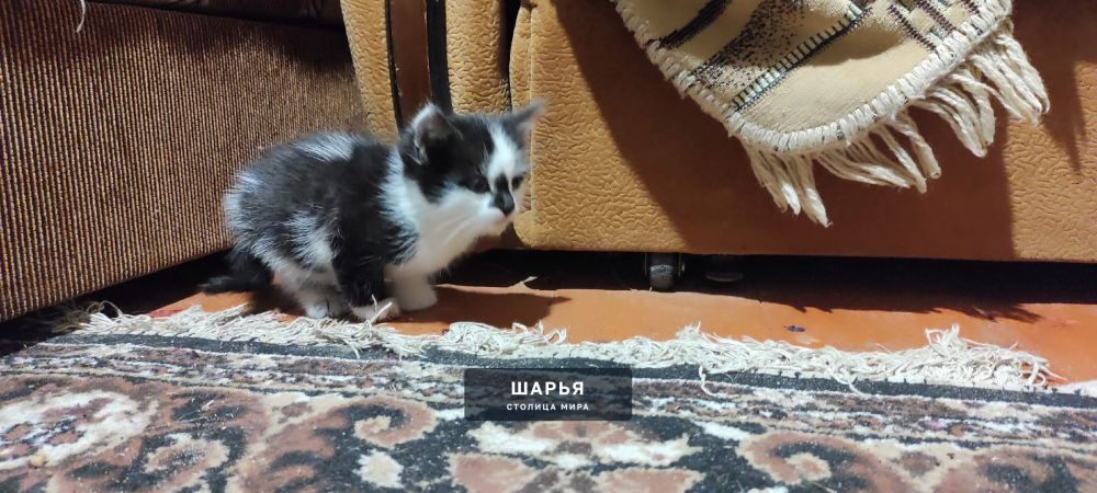 Доброго времени суток! Во время прогулки на велосипеде, возле Арбузного перекрёстка (ул… — Шарья — фото 4