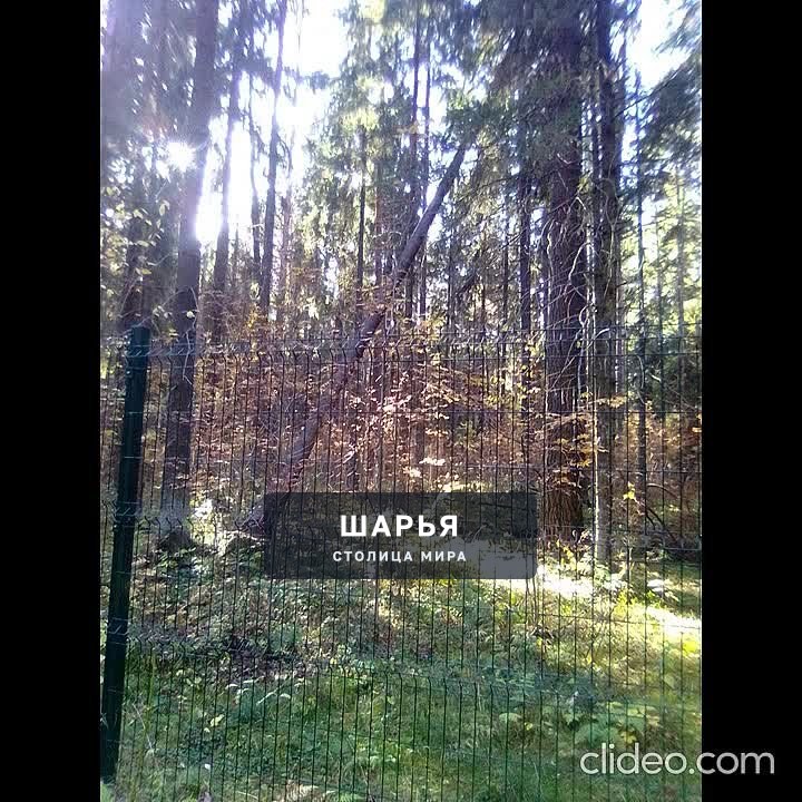 Публикация «Сухостой в городском парке г.Шарья»