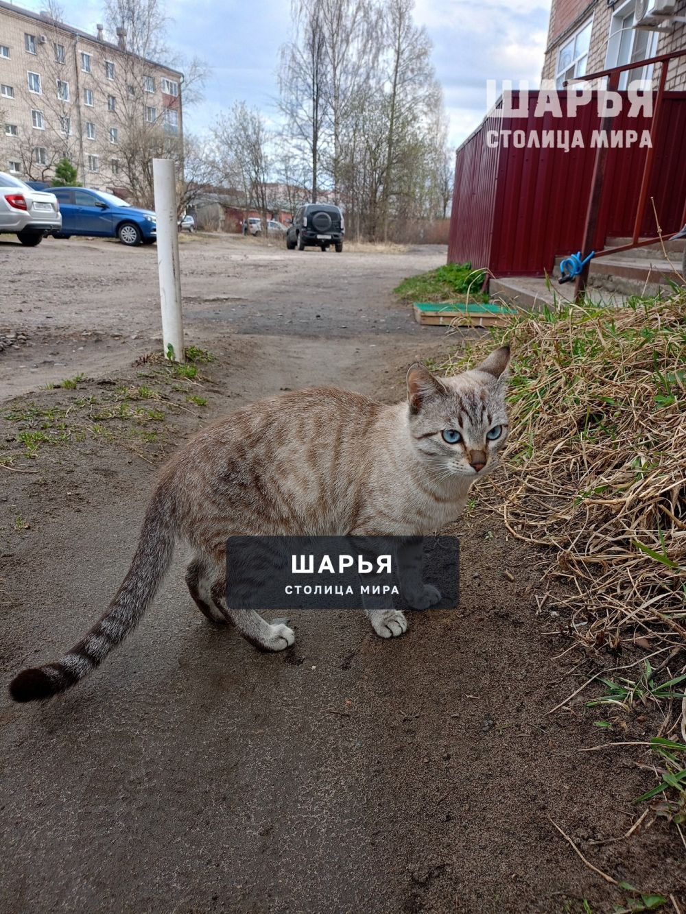Найден кот!!! Глаза голубые,окрас полосатый, серо-коричневый, ласковый, ручной,ищет нового… — Шарья
