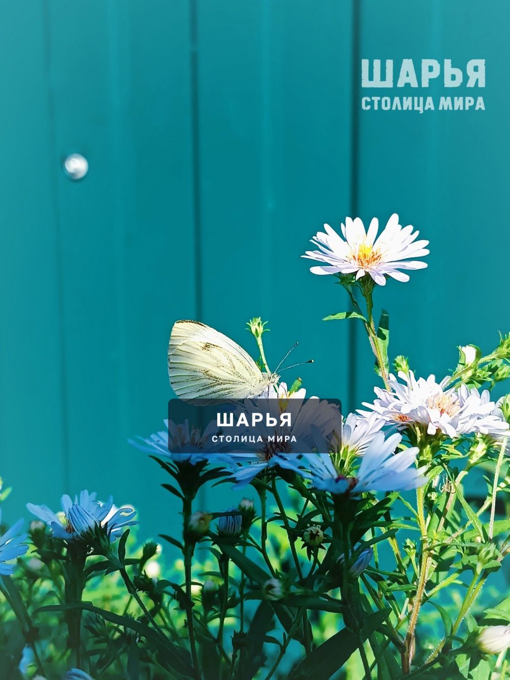 Цветущая Шарья — фото 6