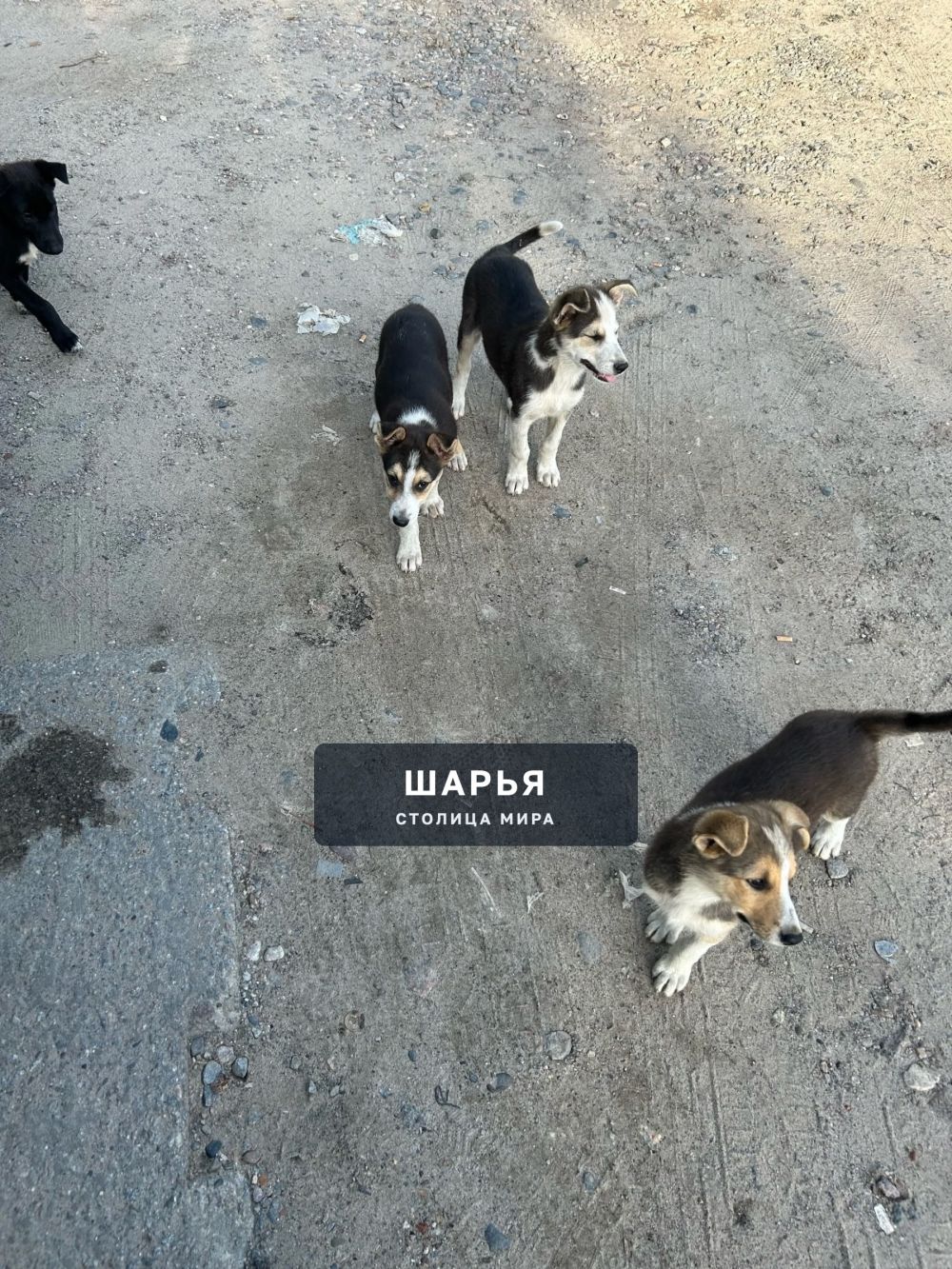 Пожалуйста — Шарья