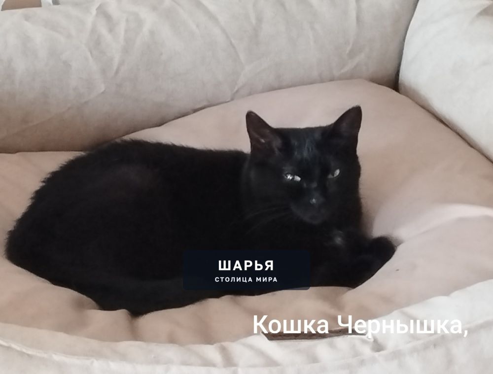 Красивая чёрная кошка ищет дом и добрую хозяйку — Шарья