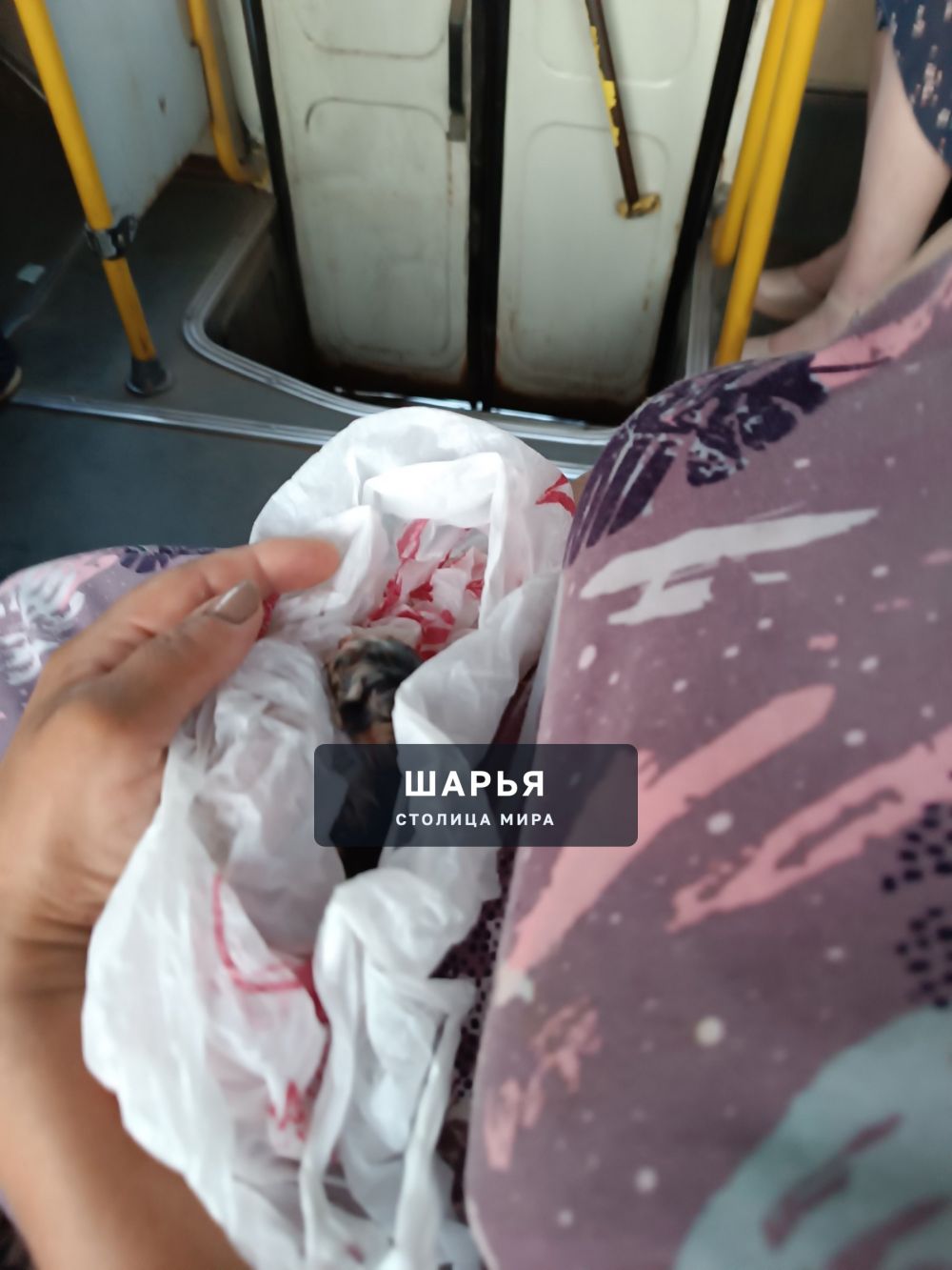 Срочно! Шла с пляжа и увидела у помойки котенка в пакете — Шарья