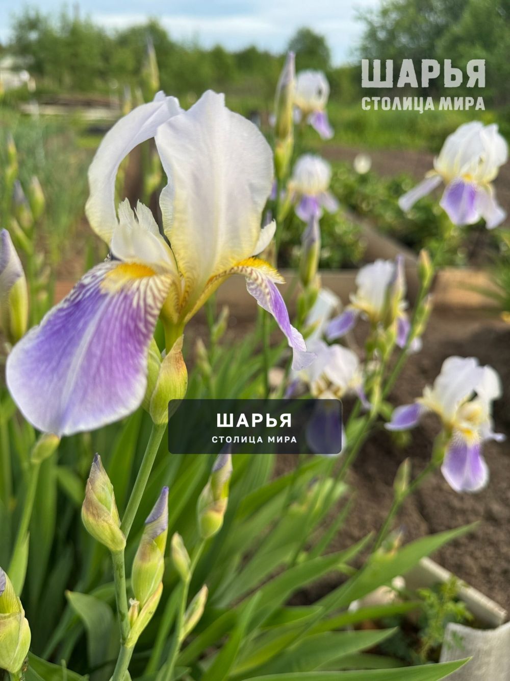 Цветы лета в ленту — Шарья — фото 4