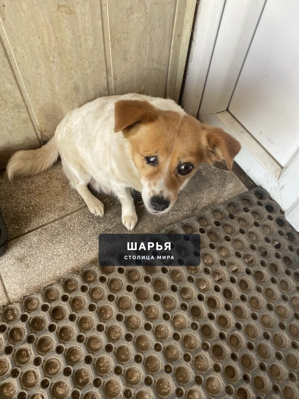 Люди, помогите пристроить песика! — Шарья — фото 2