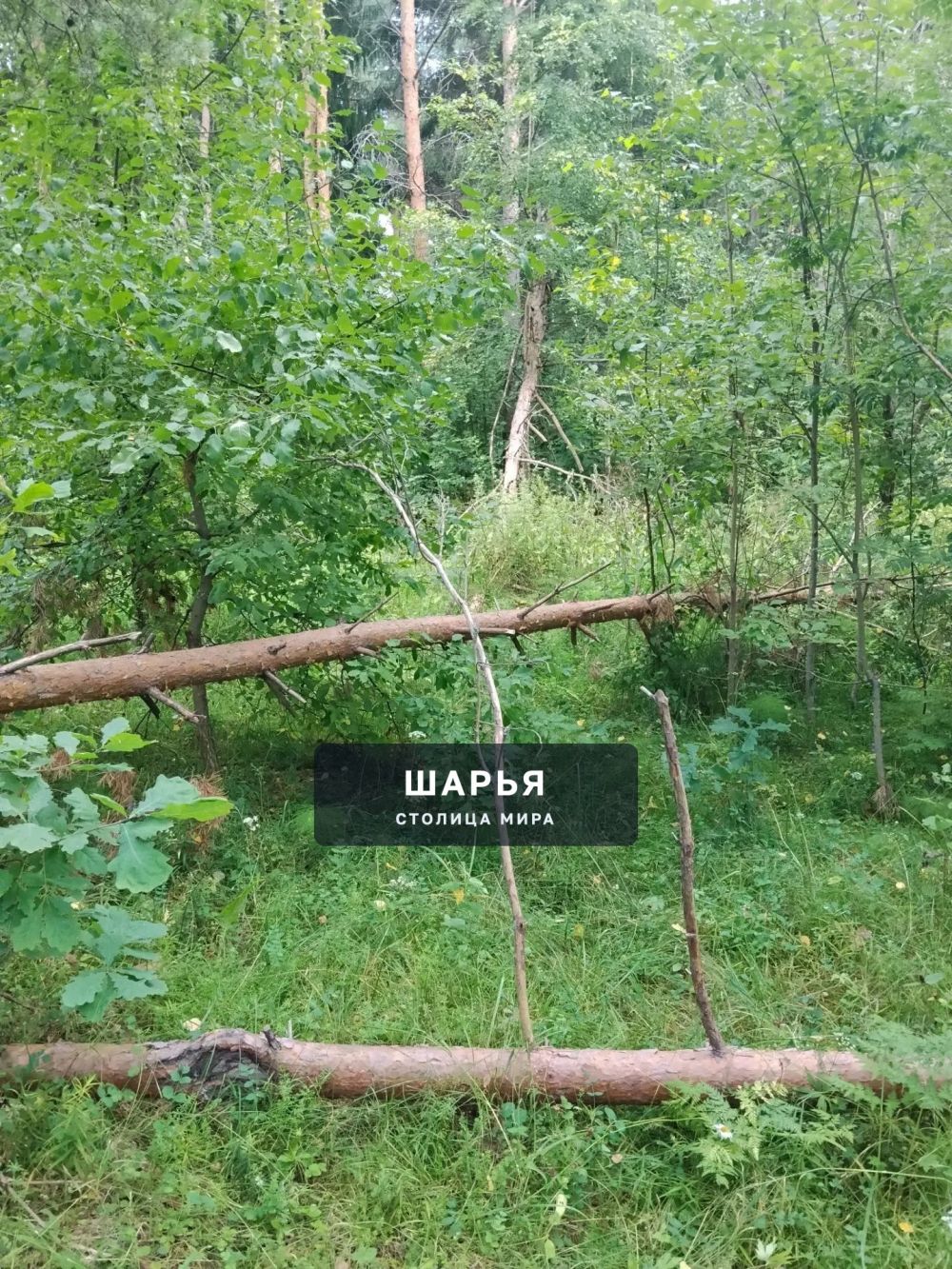 Шарьинцев приглашают на субботник в парке в Козлово — Шарья — фото 7