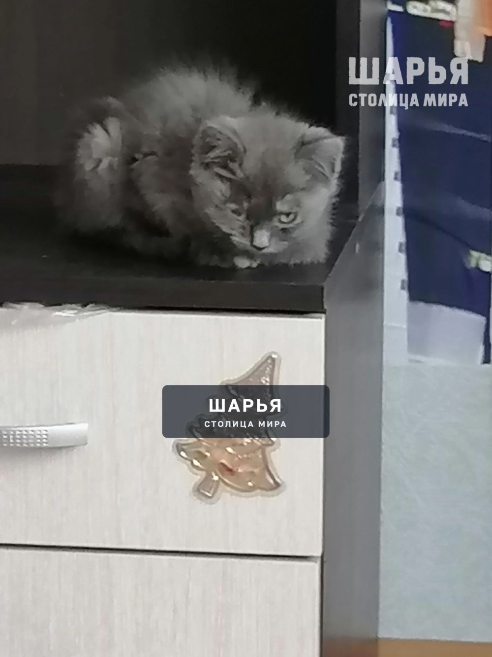 Котята в добрые руки — Шарья — фото 4