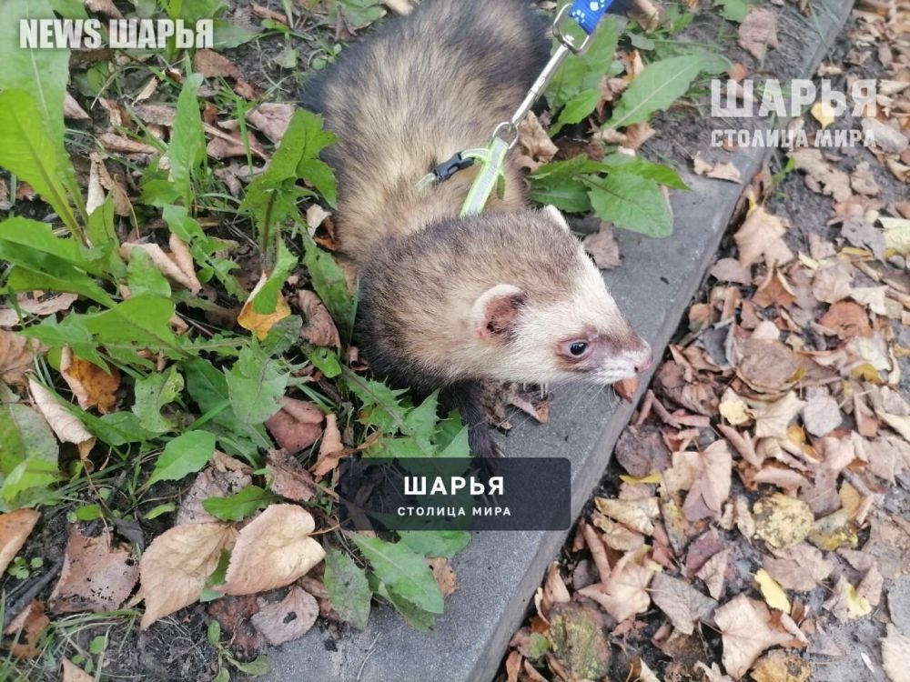 Шарьинцы владеют не совсем привычными домашними питомцами — Шарья — фото 3