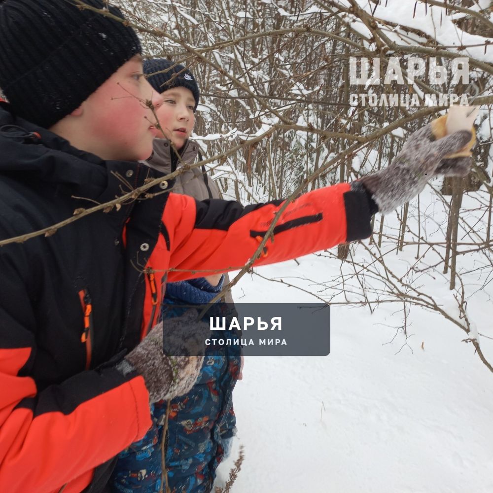 Юные жители Шарьинского района накормили лесных животных — Шарья — фото 6